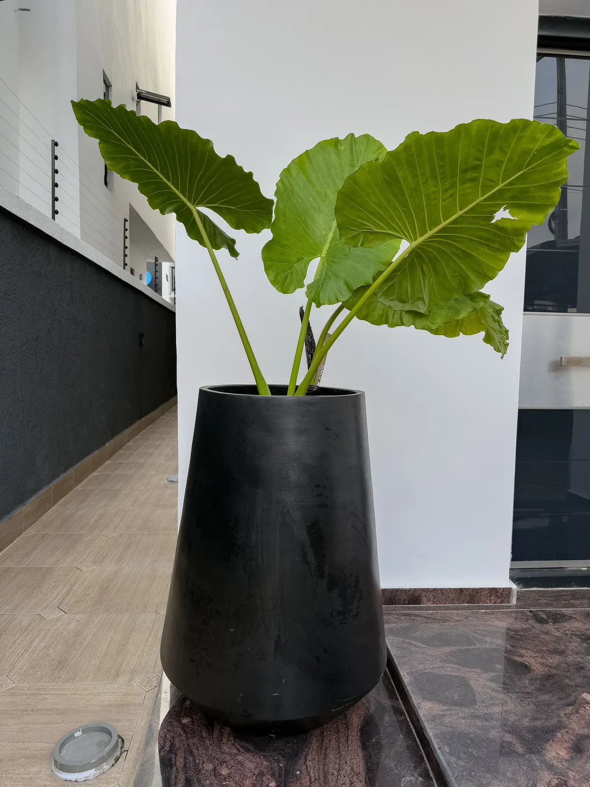 Big Cone Vase