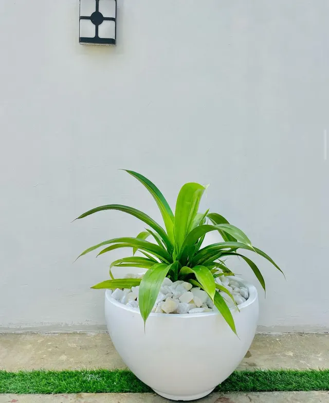 Small Bowl Vase
